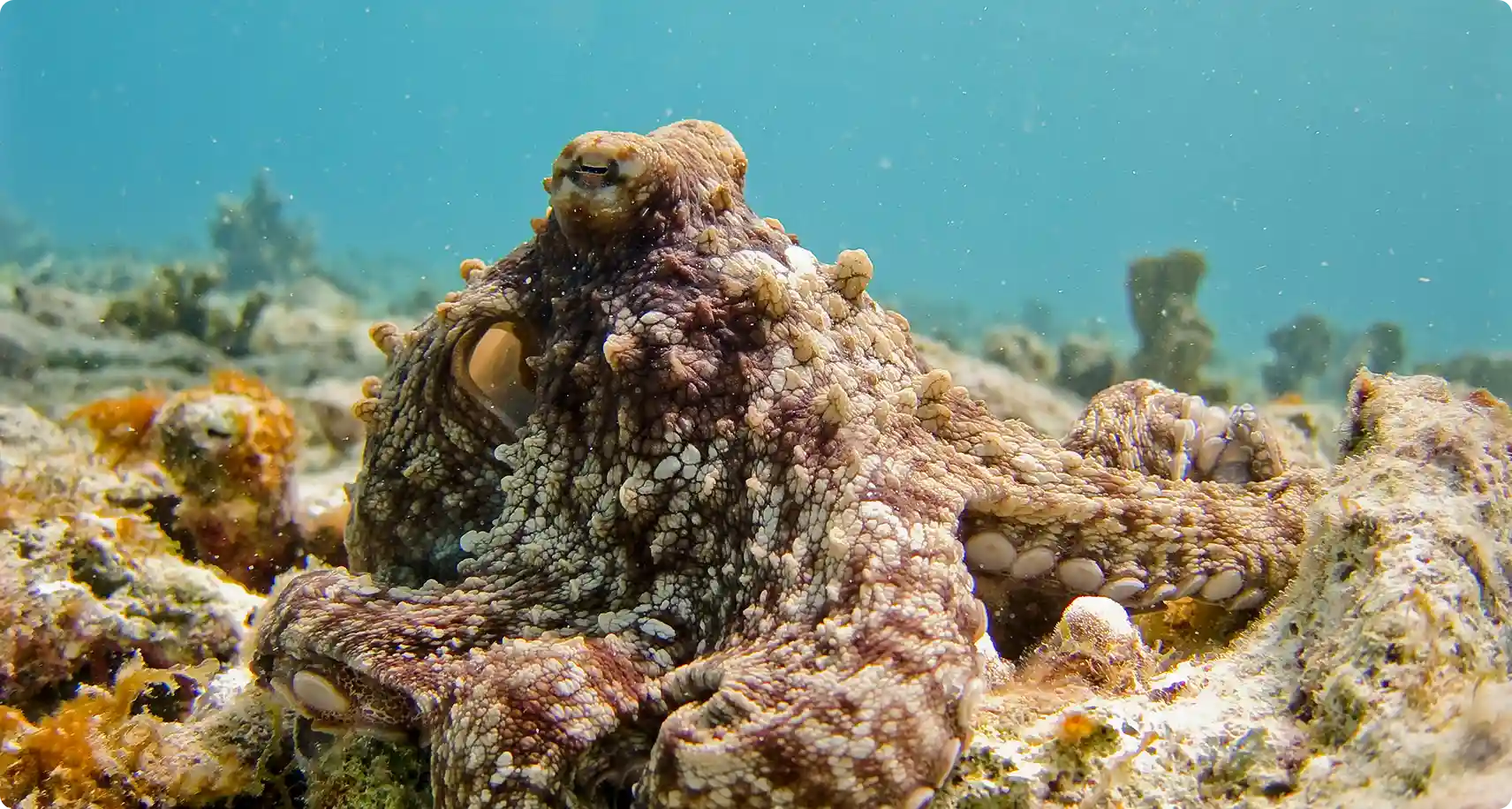 How-Smart-Is-the-Octopus-image How-Smart-Is-the-Octopus-image