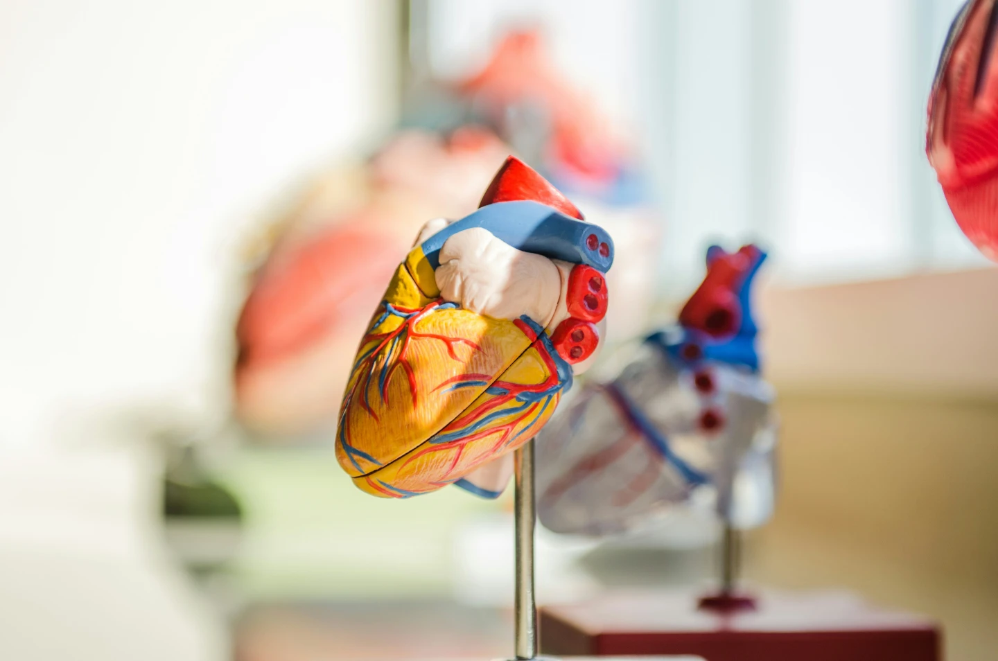Welcome to BAHA Anatomy & Physiology:
Important Information! (4607)